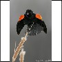 Click