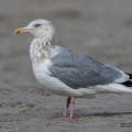 herring gull dec 23 21