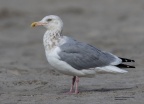herring gull dec 23 21