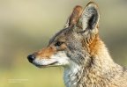 Fauna