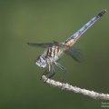 blue dasher