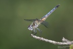 blue dasher