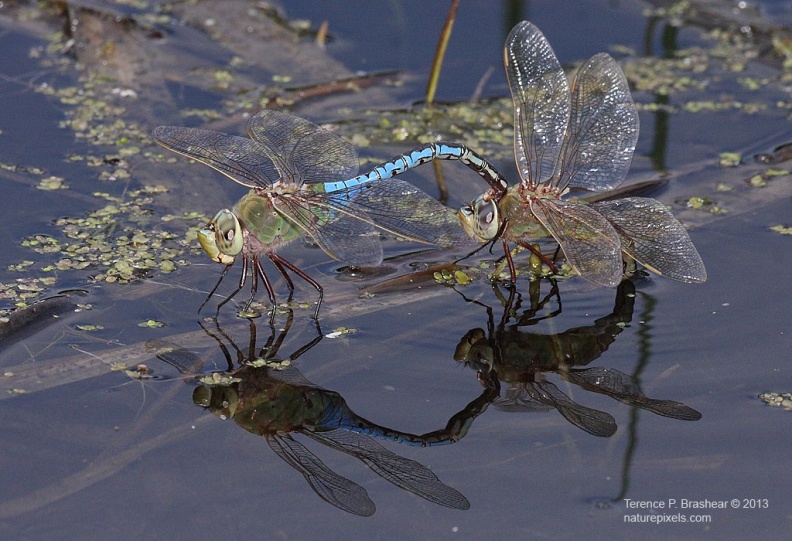 Common_Green_Darner.jpg
