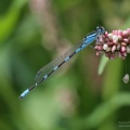 damselfly