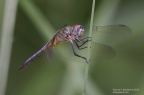 female blue dasher