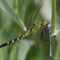 female common pondhawk eating damselfly