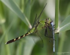 Insects