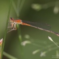 female eastern forktail
