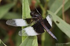 male widow skimmer