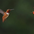 Allens hummingbird