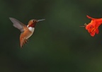 Allens hummingbird