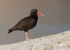 black oystercatcher