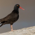 black oystercathcher3