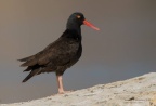 black oystercathcher3