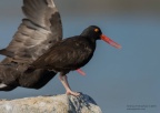 black oystercatcher2