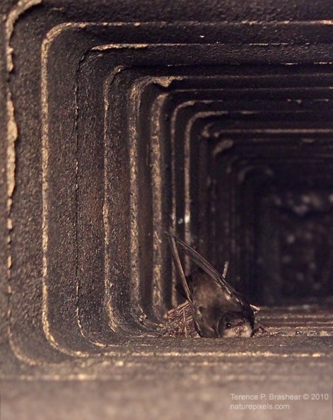 chimney_swift.jpg