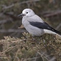clarks nutcracker