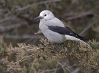 clarks nutcracker