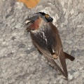 cliff swallow