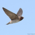 cliff swallow2