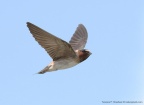 cliff swallow2
