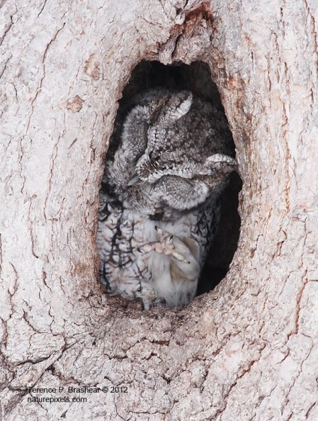 e_screech_owl2.jpg