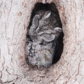 e screech owl2
