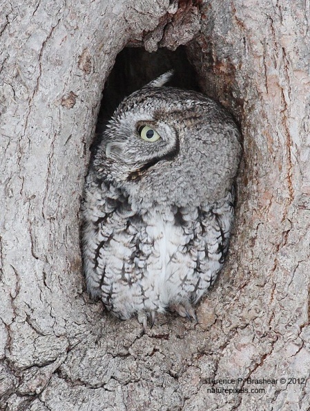 e_screech_owl3.jpg