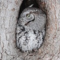 e screech owl3