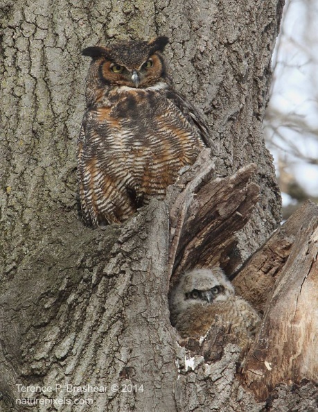 great_hornedOwl2.jpg
