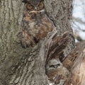 great hornedOwl2