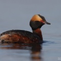 horned grebe