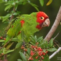 mitred parakeet2