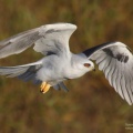 white-tailed kite