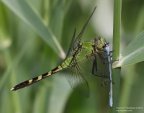 Insects