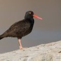 black oystercatcher