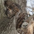 great horned owl