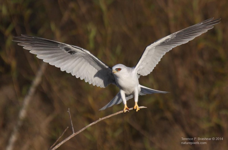 white-tailed_kite2.jpg