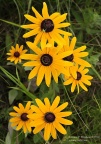 Black-eyed Susan