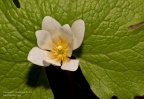 blood-root