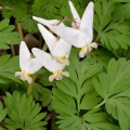 Dutchmans Breeches
