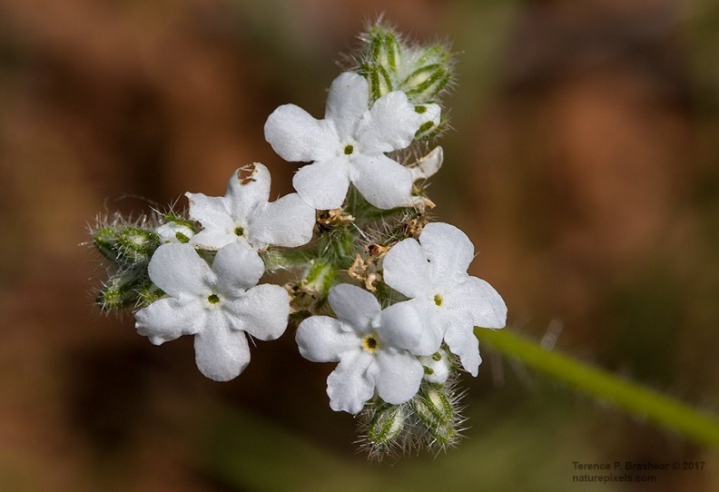 Rusty Popcorn flower.jpg