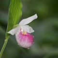 showy lady slipper