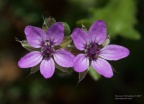 whitestem filaree
