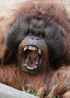 teeth