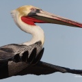 brown pelican