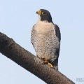 male peregrine