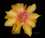 Epiphyllum- Epicactus