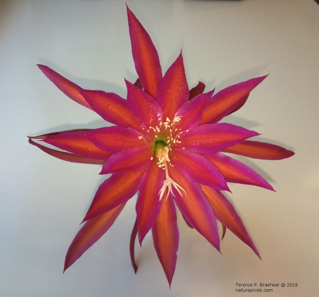 Raspberry Ribbon.jpg